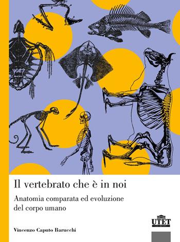 Il vertebrato che è in noi. Anatomia comparata ed evoluzione del corpo umano - Vincenzo Caputo Barucchi - Libro UTET Università 2022 | Libraccio.it