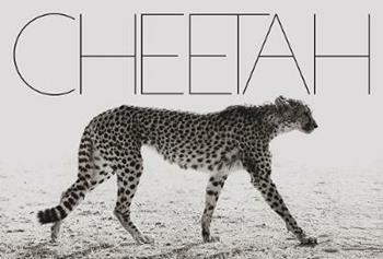Cheetah. Ediz. illustrata - Mark Segal - Libro Damiani 2017 | Libraccio.it