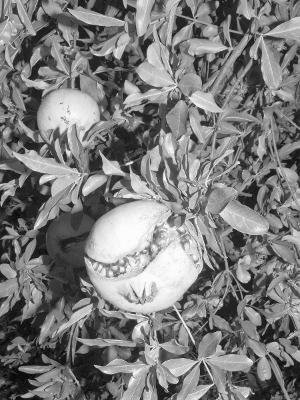 Bologna Portraits. Ediz. illustrata - Jacopo Benassi - Libro Damiani 2019, Fotografia | Libraccio.it