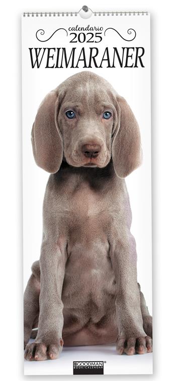 Weimaraner. Calendario 2025. Long  - Libro Sprea Editori 2024 | Libraccio.it