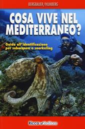 Cosa vive nel Mediterraneo? Guida all'identificazione per i subacquea e snorkeling