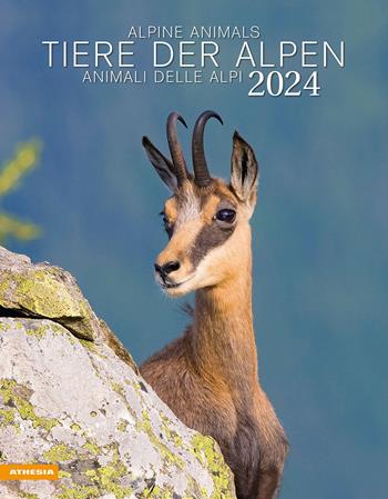 Tiere der Alpen-Animali delle Alpi-Alpine animals. Calendario 2024. Ediz. multilingue  - Libro Athesia 2023 | Libraccio.it