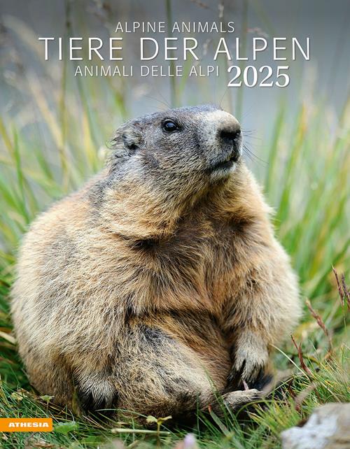 Tiere der Alpen. Kalender 2025 - Libro Athesia 2025  Libraccio.it