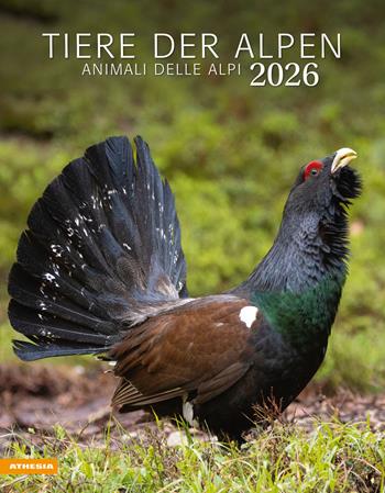 Tiere der Alpen. Animali delle Alpi. Calendario grande 2026  - Libro Athesia 2025 | Libraccio.it