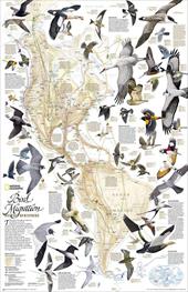 Migrazioni degli uccelli. America del Nord e del Sud. Carta murale. Ediz. inglese
