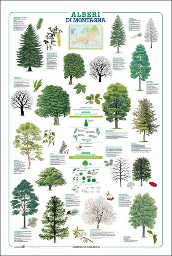 Alberi. Geoposter  - Libro Libreria Geografica 2018, Geoposter | Libraccio.it