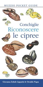 Conchiglie. Riconoscere le cipree