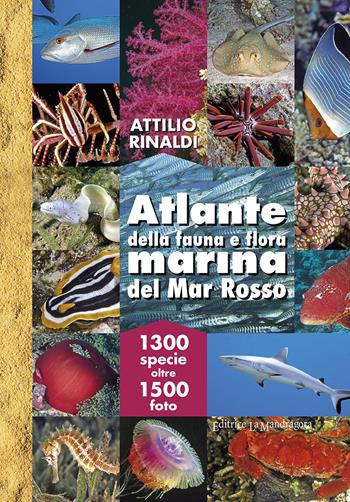 Atlante della fauna e flora marina del Mar Rosso. Ediz. illustrata - Attilio Rinaldi - Libro La Mandragora Editrice 2021, Subacquea | Libraccio.it