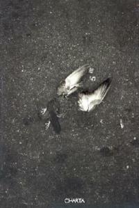 Moreno Gentili. NYC, New York revisited. Ediz. italiana e inglese  - Libro Charta 2001 | Libraccio.it