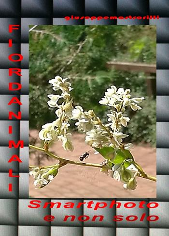 Fiordanimali. Smartphoto e non solo. Ediz. illustrata - Giuseppe Mastrorilli - Libro ilmiolibro self publishing 2018, La community di ilmiolibro.it | Libraccio.it