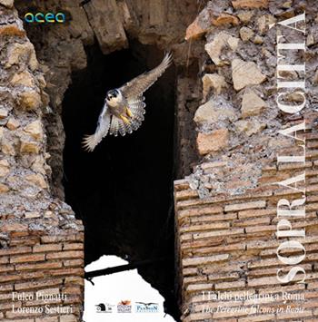 Sopra la città. I falchi pellegrini a Roma-The peregrine falcons in Rome. Ediz. bilingue - Fulco Pignatti, Lorenzo Sestieri - Libro Wildart 2017 | Libraccio.it