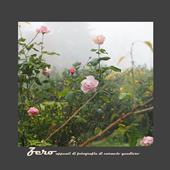 Zero. Appunti di fotografia