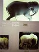 Sistema elefante - Cristiano De Majo - Libro Punctum 2007, Punctum. Narrativa | Libraccio.it