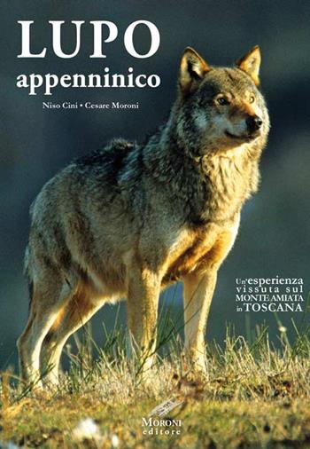 Lupo appenninico. Un'esperienza vissuta sul Monte Amiata in Toscana - Niso Cini, Cesare Moroni - Libro Moroni 2016 | Libraccio.it
