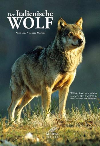 Der Italianische Wolf. Gelebte alltagsleben der apenninischen Wölfe am Monte Amiata in der Toskanischen Maremma - Niso Cini, Cesare Moroni - Libro Moroni 2016 | Libraccio.it