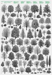 Architettura degli alberi. Poster