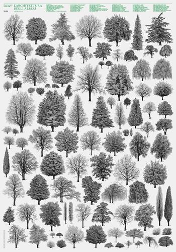 Architettura degli alberi. Poster - Franca Stagi, Cesare Leonardi - Libro Lazy Dog 2023 | Libraccio.it