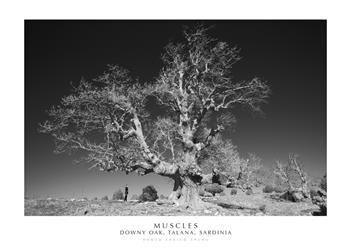 Muscles. Downy Oak, Talana, Sardinia. Ediz. italiana e inglese. Con stampa Fine Art - Enrico Spanu - Libro Spanu 2021, Alberi di Sardegna | Libraccio.it