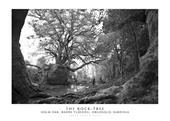 The Rock-Tree. Holm Oak, Badde Tureddu, Orgosolo, Sardinia. Ediz. italiana e inglese. Con stampa Fine Art