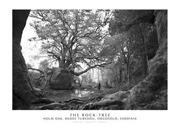 The Rock-Tree. Holm Oak, Badde Tureddu, Orgosolo, Sardinia. Ediz. italiana e inglese. Con stampa Fine Art - Enrico Spanu - Libro Spanu 2021, Alberi di Sardegna | Libraccio.it