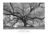 Candelstick. Walnut, Belvì, Sardinia. Ediz. italiana e inglese. Con stampa Fine Art