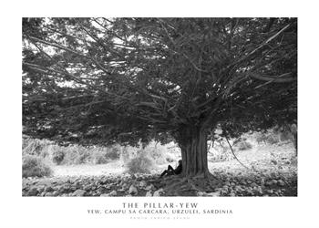 The Pillar-Yew. Yew, Campu Sa Carcara, Urzulei, Sardinia. Ediz. italiana e inglese. Con stampa Fine Art - Enrico Spanu - Libro Spanu 2021, Alberi di Sardegna | Libraccio.it