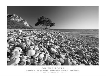 On the rocks. Phoenician Juniper, Lispedda , Gairo, Sardinia. Ediz. italiana e inglese. Con stampa Fine Art - Enrico Spanu - Libro Spanu 2021, Alberi di Sardegna | Libraccio.it