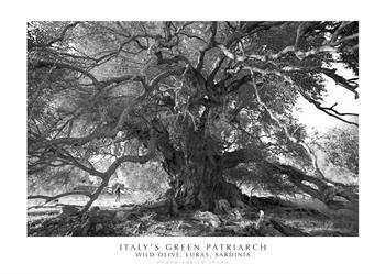 Italy's green patriarch. Wild olive, Luras, Sardinia. Ediz. italiana e inglese. Con stampa Fine Art - Enrico Spanu - Libro Spanu 2021, Alberi di Sardegna | Libraccio.it