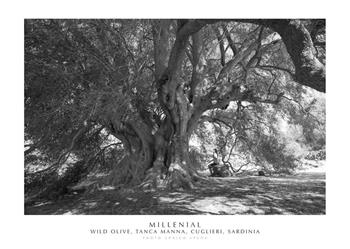 Millenial. Wild olive, Tanca Manna, Cuglieri, Sardinia. Ediz. italiana e inglese. Con stampa Fine Art - Enrico Spanu - Libro Spanu 2021, Alberi di Sardegna | Libraccio.it