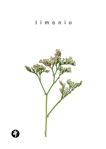 Limonio - Antonio Lillo - Libro Pietre Vive 2019, iCentoLillo | Libraccio.it