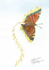 Vanessa antiopa. Raccolta di poesie. Nuova ediz.