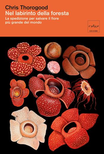 Nel labirinto della foresta. La spedizione per salvare il fiore più grande del mondo - Chris Thorogood - Libro Codice 2026 | Libraccio.it