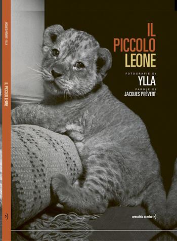 Il piccolo leone. Ediz. illustrata - Jacques Prévert - Libro Orecchio Acerbo 2023 | Libraccio.it