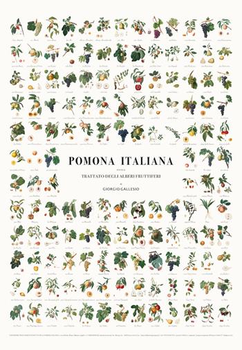MANIFESTO DEI FRUTTI DELLA POMONA ITALIANA. Illustrazioni originali delle 142 varietà di frutta antica descritte nella Pomona Italiana di Giorgio Gallesiol. Ediz. illustrata  - Libro Temposospeso 2025 | Libraccio.it