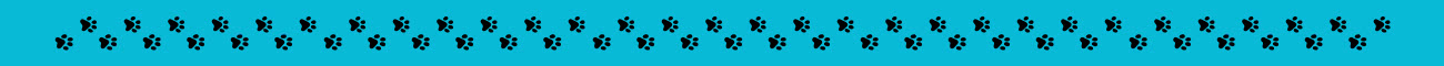 speciali pagina giornatamondialegatto gatto divisorio