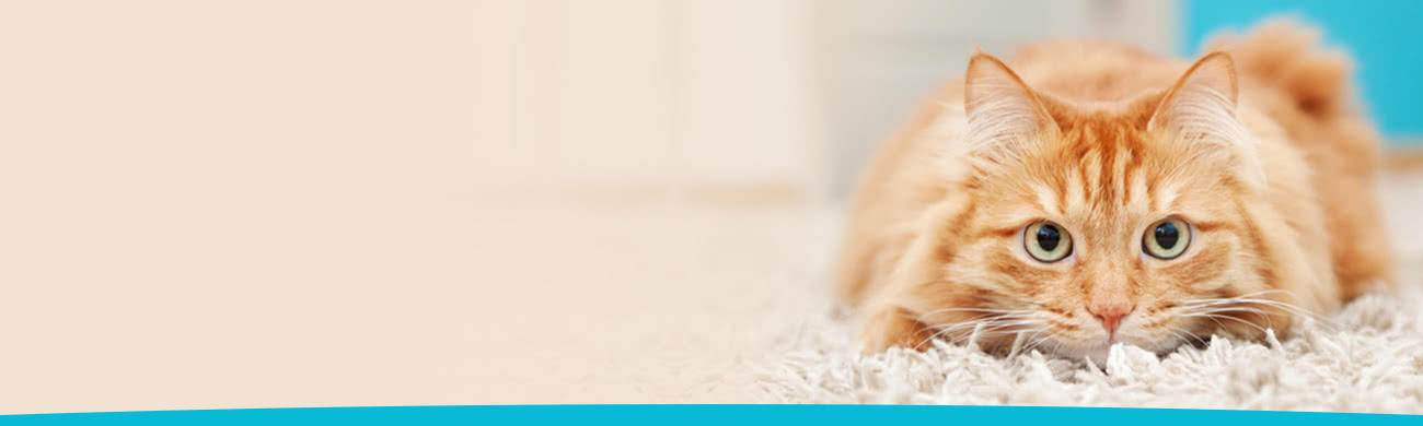 speciali pagina giornatamondialegatto gatto testata