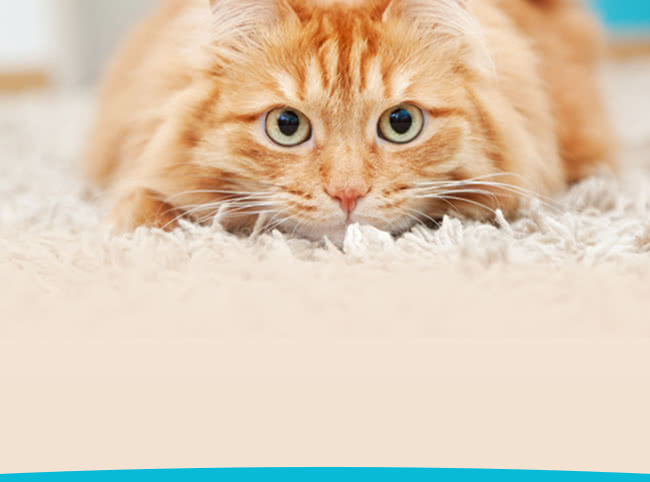 speciali pagina giornatamondialegatto gatto testata mob